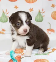 TOY AUSSIE WINNIE LOU-ASDR, a male Toy Australian Shepherd for sale in Bells, TX – 5 of 5