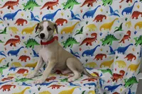 KANSAS-AKC, a male Whippet for sale in Bells, TX – Photo 8 of 10