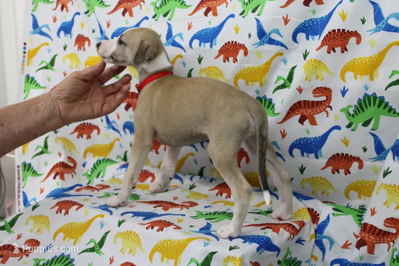 KANSAS-AKC – Whippet puppy for sale in Bells, TX