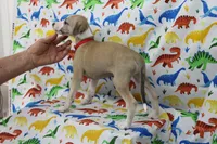 KANSAS-AKC, a male Whippet for sale in Bells, TX – Photo 6 of 10