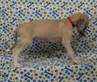 KANSAS-AKC, a male Whippet for sale in Bells, TX – Photo 2 of 10