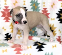 KANSAS-AKC, a male Whippet for sale in Bells, TX – Photo 2 of 3