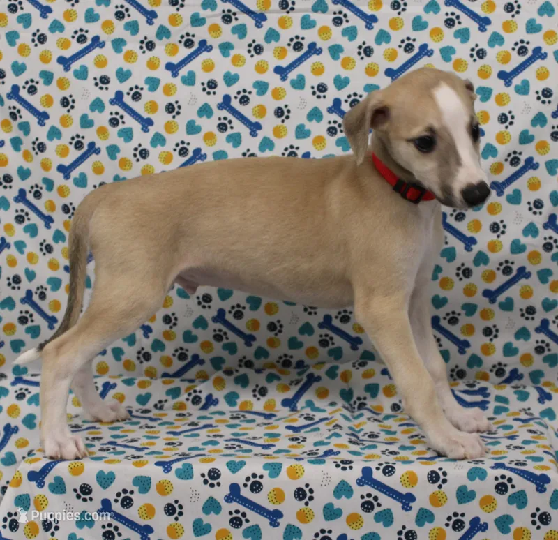 KANSAS-AKC – Whippet puppy for sale in Bells, TX