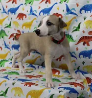 KANSAS-AKC, a male Whippet for sale in Bells, TX – Photo 7 of 10