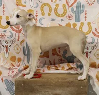 KANSAS-AKC, a male Whippet for sale in Bells, TX – 3 of 10