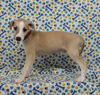 KANSAS-AKC, a male Whippet for sale in Bells, TX – Photo 4 of 10