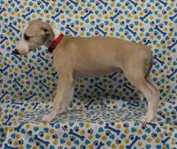 KANSAS-AKC, a male Whippet for sale in Bells, TX – Photo 3 of 10