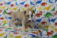 KANSAS-AKC, a male Whippet for sale in Bells, TX – Photo 10 of 10
