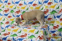 KANSAS-AKC, a male Whippet for sale in Bells, TX – Photo 9 of 10