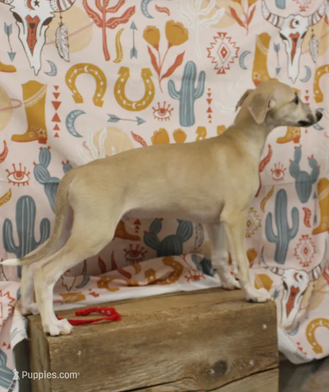 KANSAS-AKC – Whippet puppy for sale in Bells, TX