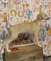 KANSAS-AKC, a male Whippet for sale in Bells, TX – 2 of 10
