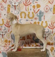 KANSAS-AKC, a male Whippet for sale in Bells, TX – 4 of 10