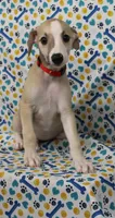 KANSAS-AKC, a male Whippet for sale in Bells, TX – Photo 5 of 10