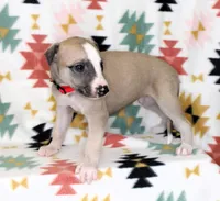 KANSAS-AKC, a male Whippet for sale in Bells, TX – Photo 3 of 3
