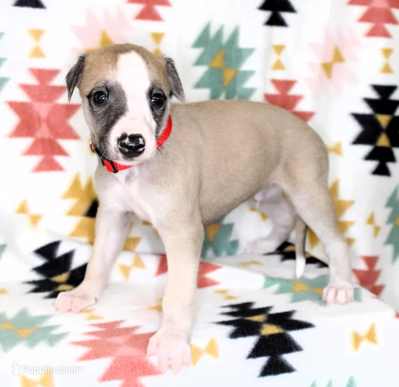 KANSAS-AKC – Whippet puppy for sale in Bells, TX