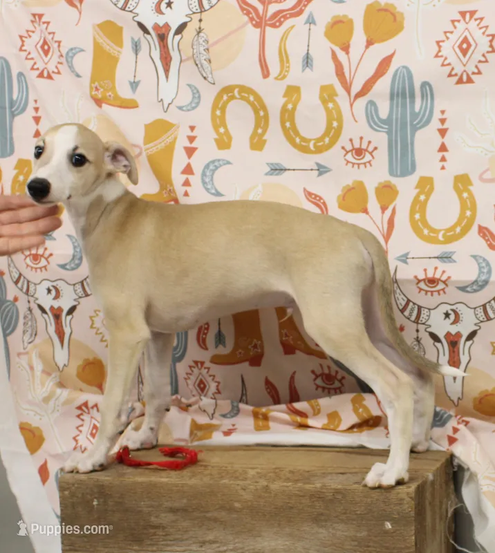 KANSAS-AKC – Whippet puppy for sale in Bells, TX
