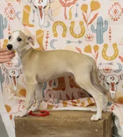 KANSAS-AKC, a male Whippet for sale in Bells, TX – 1 of 10
