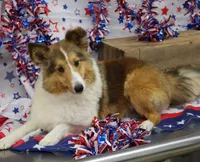 STEELHORSES HOLIGAN HANNA-AKC, a female Shetland Sheepdog for sale in Bells, TX – 4 of 6