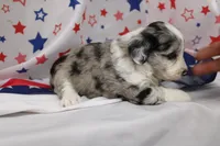 JEWEL-TOY AUSSIEDOODLE, a female Poodle - Toy  and Toy Australian Shepherd for sale in Bells, TX – 2 of 6