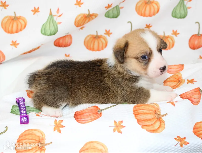 LOTTIE – Pembroke Welsh Corgi puppy for sale in Bells, TX