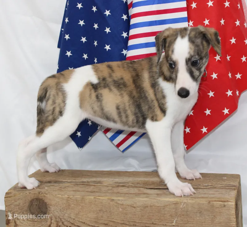 TORI-AKC – Whippet puppy for sale in Bells, TX