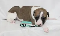 COCOA-WHIPPET AKC, a female Whippet for sale in Bells, TX – 5 of 5