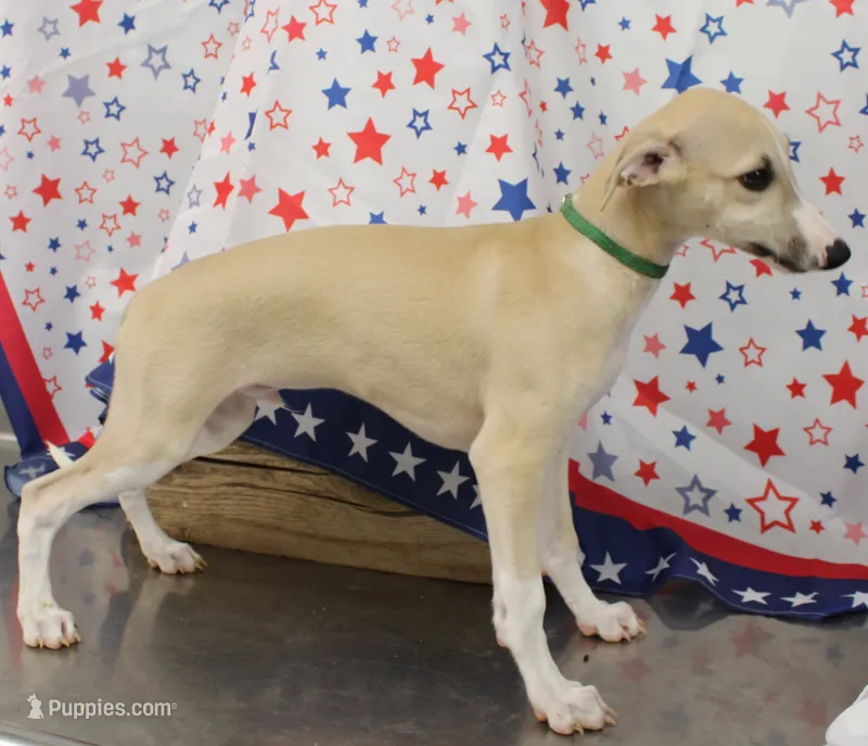COLORADO-AKC – Whippet puppy for sale in Bells, TX
