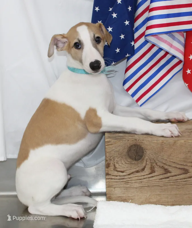 GRAHAM-WHIPPET AKC – Whippet puppy for sale in Bells, TX