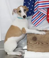 GRAHAM-WHIPPET AKC, a male Whippet for sale in Bells, TX – 1 of 10