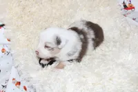 ROWDY-ASDR BLUE EYES, a male Miniature Australian Shepherd and Toy Australian Shepherd for sale in Bells, TX – 4 of 5