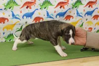 processed/f747d14b-a878-46fe-9ce7-210efab35373/listing/dfdff6f6-42db-4352-91d1-238e577ff936/227c963d-fc3b-4ad2-b942-3f704dcad36e