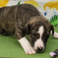 processed/f747d14b-a878-46fe-9ce7-210efab35373/listing/dfdff6f6-42db-4352-91d1-238e577ff936/52dc7564-82fd-405f-8383-b5abdef163a7