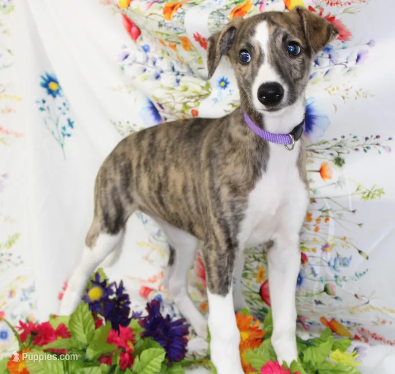 RITA-AKC – Whippet puppy for sale in Bells, TX