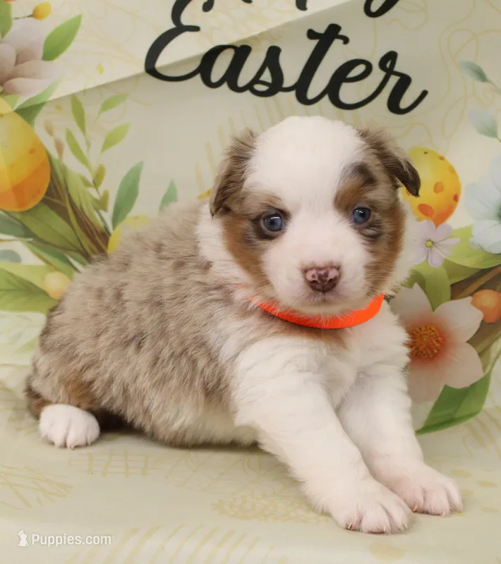 LENA-ASDR- BLUE EYES – Miniature Australian Shepherd puppy for sale in Bells, TX