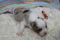 LENA-ASDR- BLUE EYES, a female Miniature Australian Shepherd for sale in Bells, TX – Photo 5 of 5