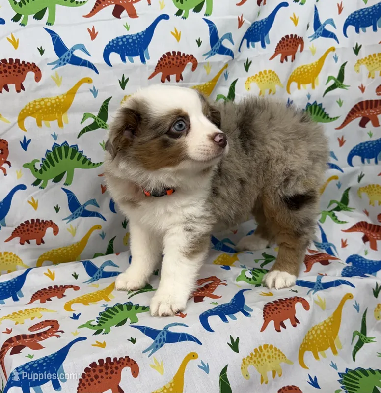 LENA-ASDR- BLUE EYES – Miniature Australian Shepherd puppy for sale in Bells, TX