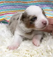 LENA-ASDR- BLUE EYES, a female Miniature Australian Shepherd for sale in Bells, TX – Photo 1 of 5
