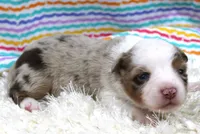 LENA-ASDR- BLUE EYES, a female Miniature Australian Shepherd for sale in Bells, TX – Photo 3 of 5
