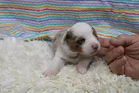 LENA-ASDR- BLUE EYES, a female Miniature Australian Shepherd for sale in Bells, TX – Photo 4 of 5