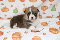 TESSIE, a female Pembroke Welsh Corgi for sale in Bells, TX – 5 of 5