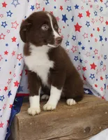 EMBER, a female Toy Australian Shepherd for sale in Bells, TX – 5 of 10