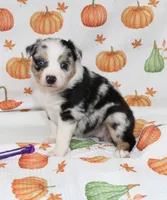 TOY AUSSIE ANNIE OAKLEY-ASDR, a male Toy Australian Shepherd for sale in Bells, TX – 2 of 5