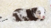 ROWDY-ASDR BLUE EYES, a male Miniature Australian Shepherd and Toy Australian Shepherd for sale in Bells, TX – 2 of 5