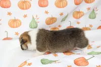 TESSIE, a female Pembroke Welsh Corgi for sale in Bells, TX – 4 of 5