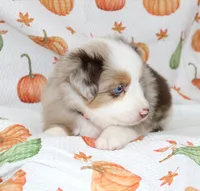 TOY LEVI-ASDR  BLUE EYES, a male Miniature Australian Shepherd and Toy Australian Shepherd for sale in Bells, TX – 3 of 9