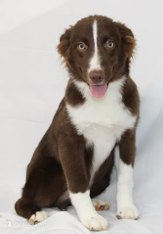 EMBER-VACCINATIONS COMPLETE – Toy Australian Shepherd puppy for sale in Bells, TX