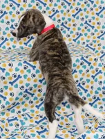 TRACE-AKC, a male Whippet for sale in Bells, TX – 2 of 5