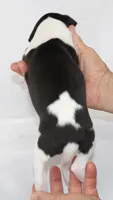 PANDA-WHIPPET, a female Whippet for sale in Bells, TX – 3 of 4