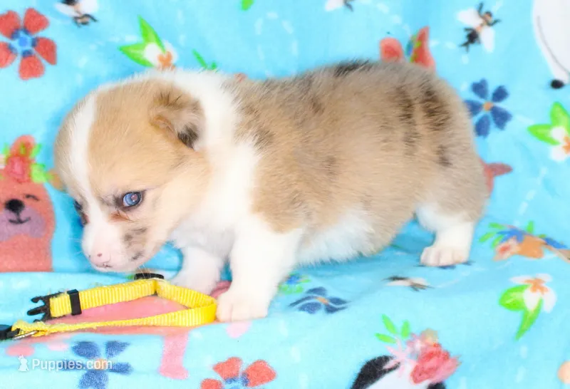 INDEPENDENCE-BLUE EYES – Pembroke Welsh Corgi puppy for sale in Bells, TX