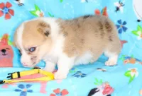 INDEPENDENCE-BLUE EYES, a female Pembroke Welsh Corgi for sale in Bells, TX – 1 of 5
